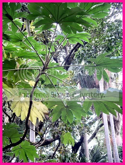 Ferns.jpg