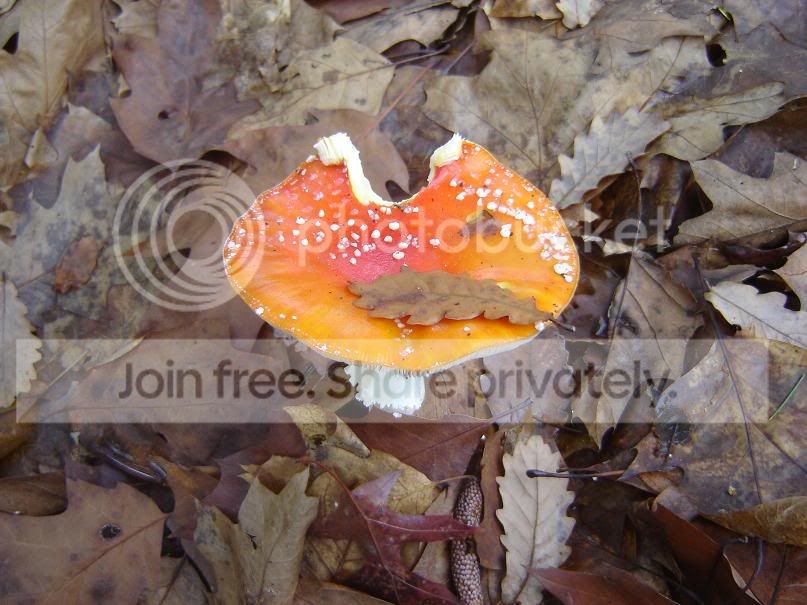 fungi11.jpg