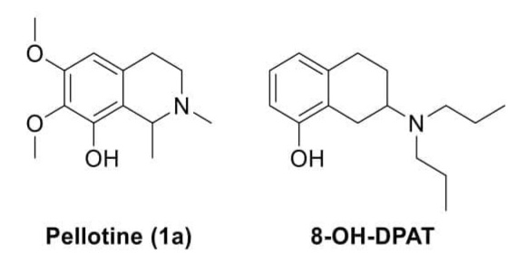 WA-1784799135259.jpg