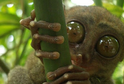 tarsier32.jpg