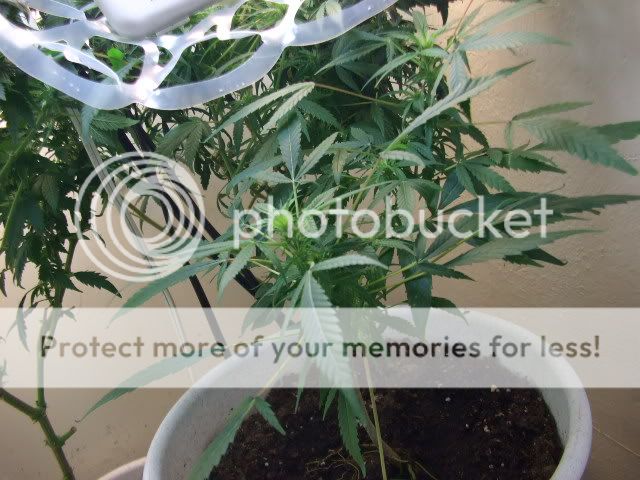 weed086.jpg