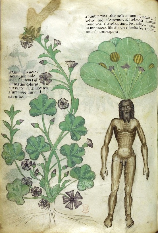 mandrake-illustration.jpg