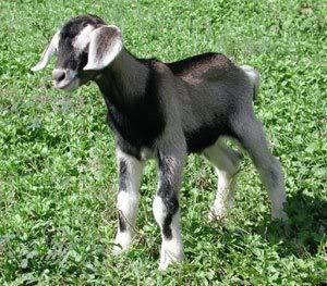 babygoat.jpg