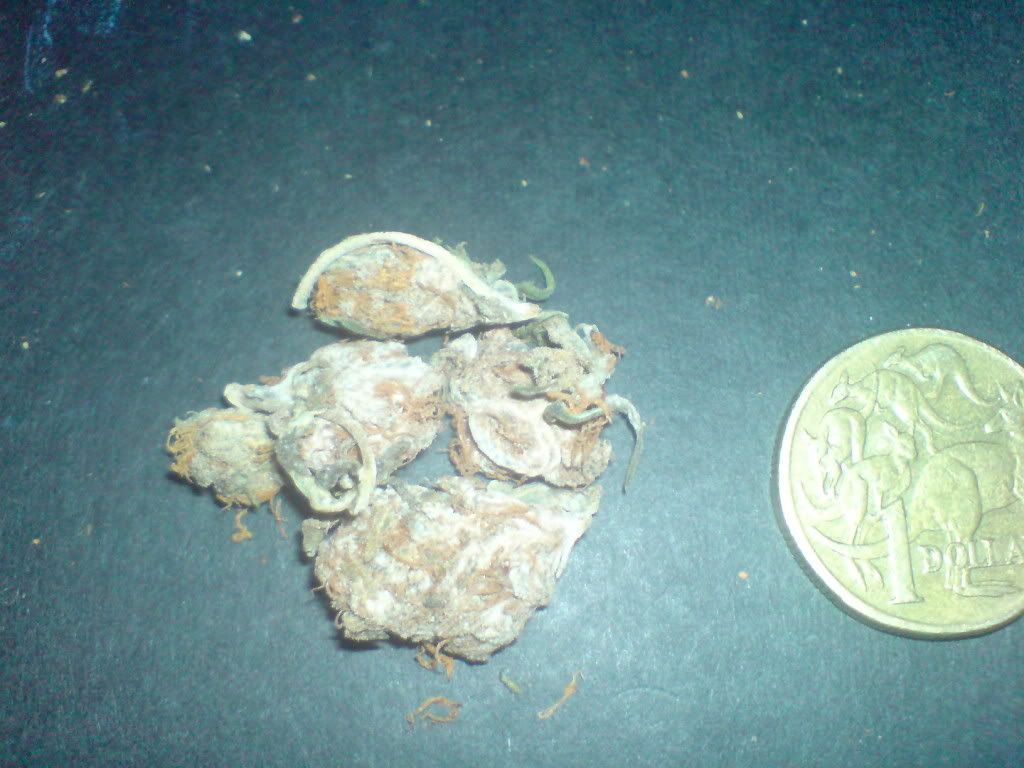 DSC00853.jpg