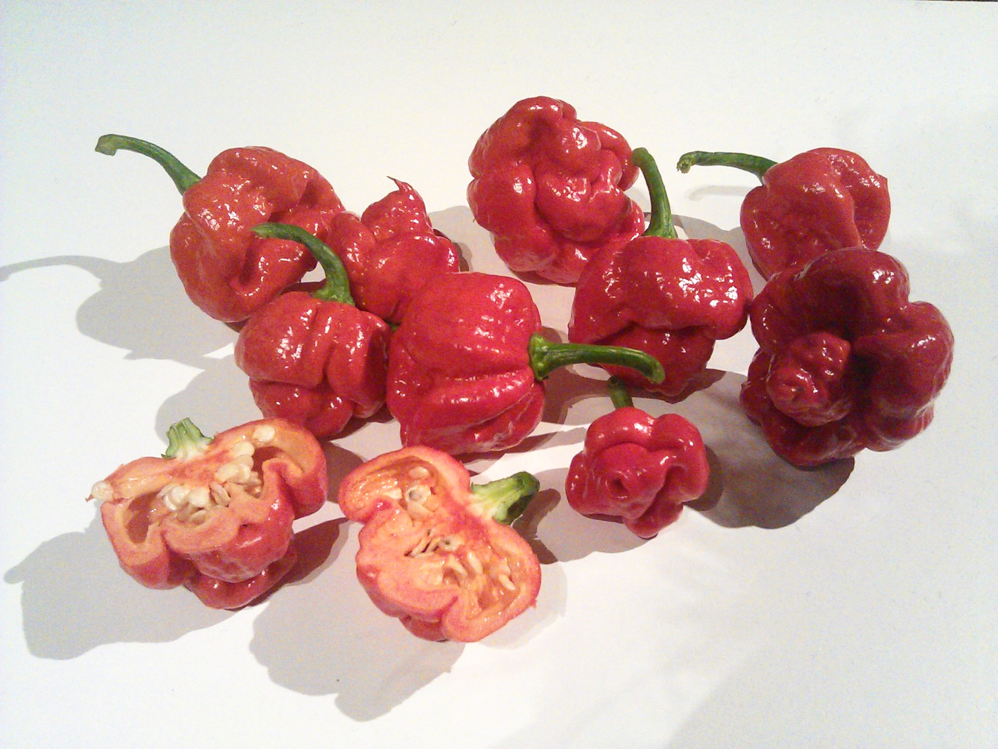 Trinidad_Moruga_Scorpion.jpg