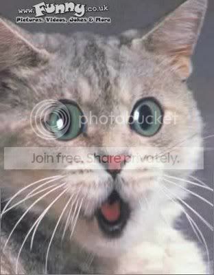 surprised_cat_gato_sorprendido_katz.jpg