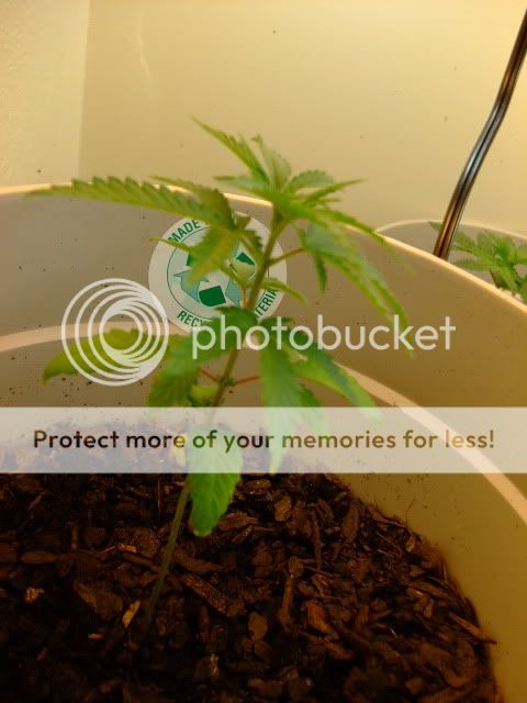 weed025.jpg
