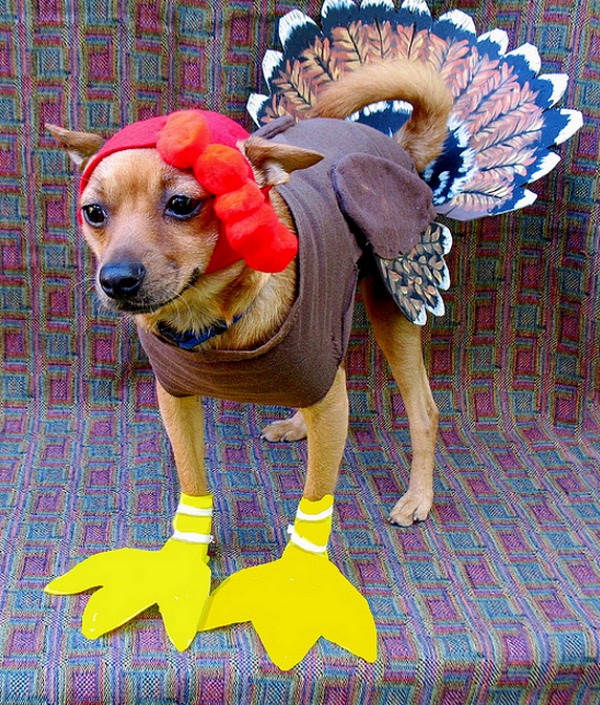 turkey-pet-4.jpg