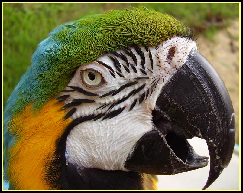 Blue_and_Gold_Macaw_Face_by_jpsandrs.jpg