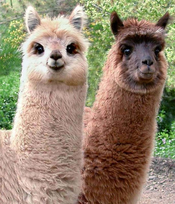llamas.jpg