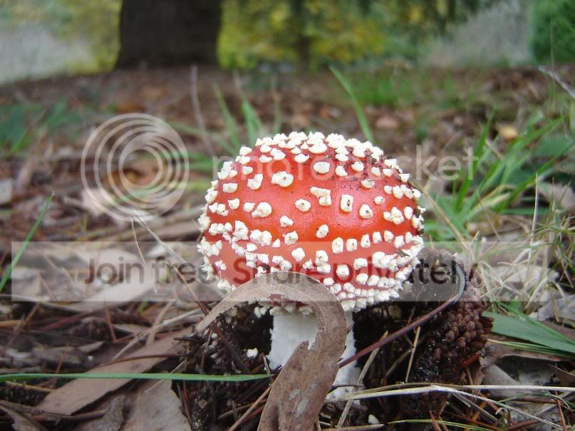 fungi5.jpg