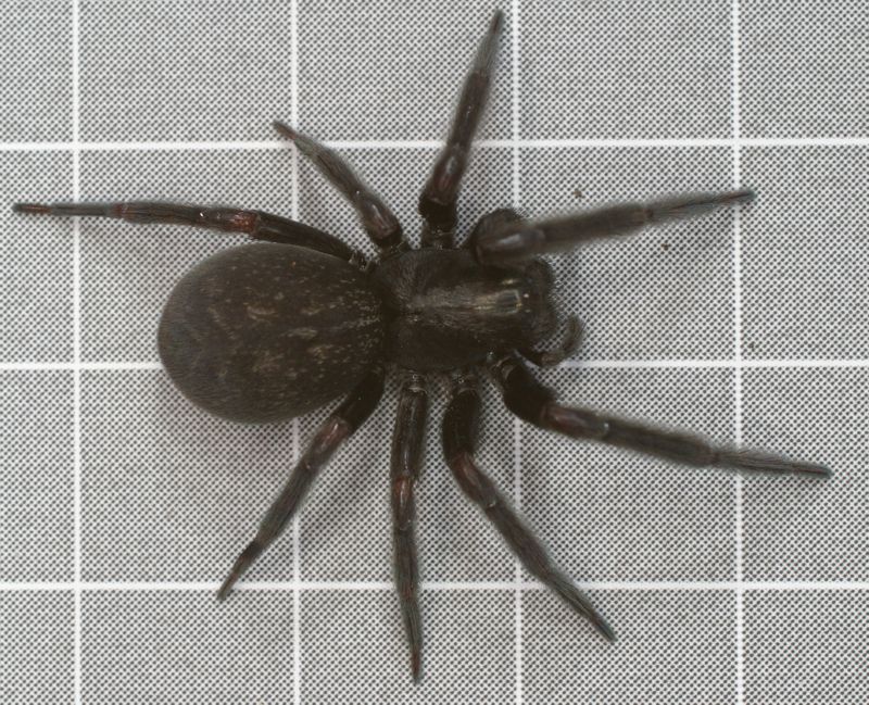 Black_House_Spider_by_Drumlanrig.jpg