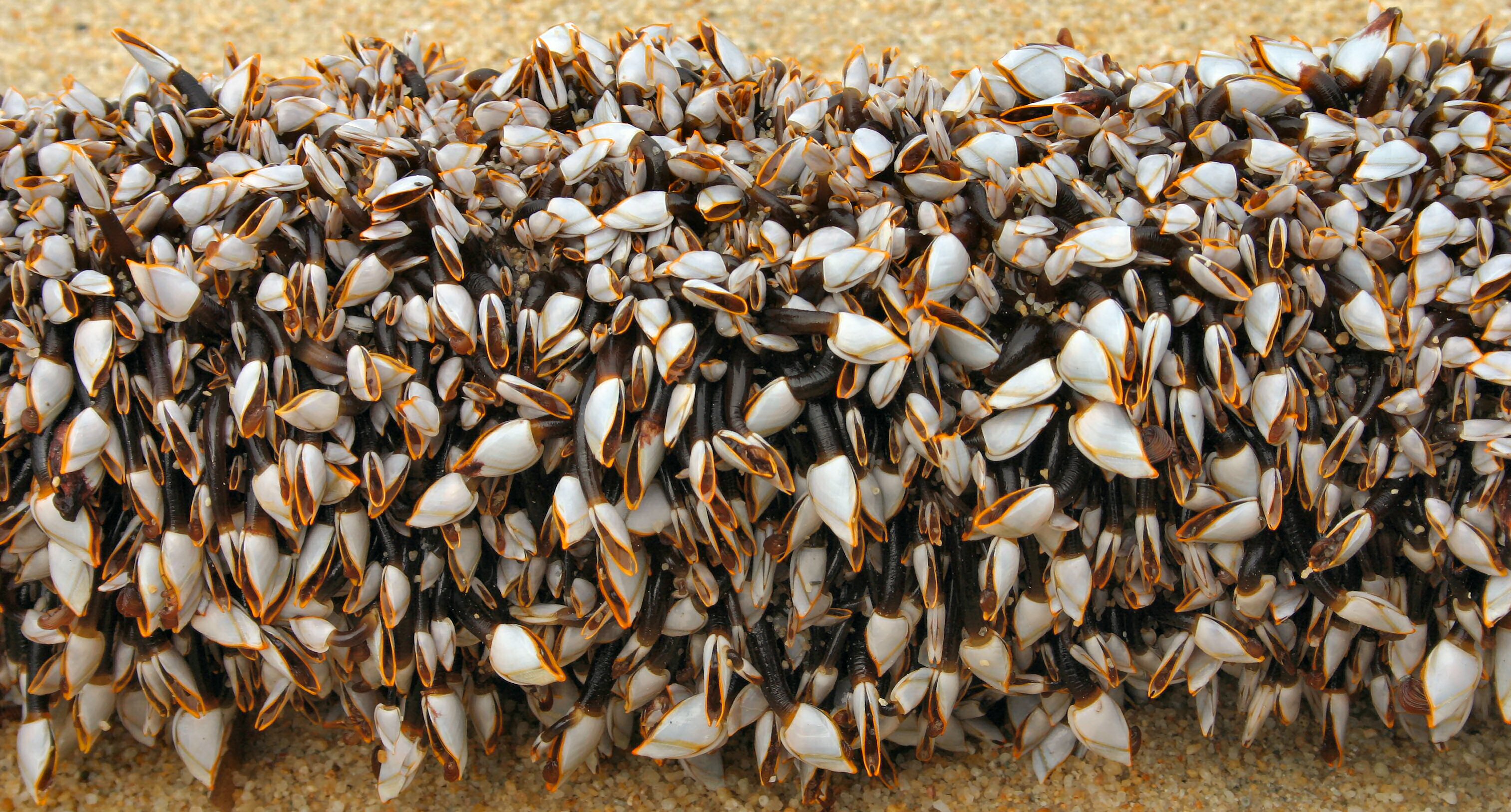 Gooseneckbarnacles.jpg