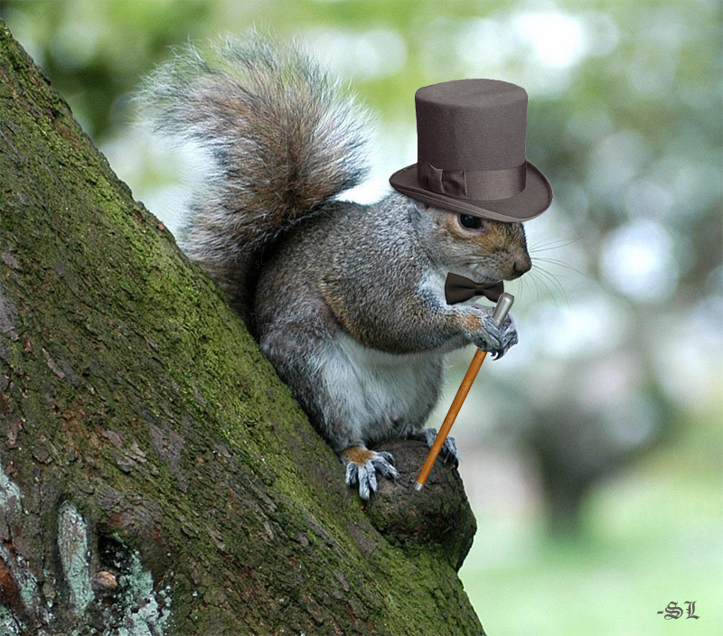 classysquirreltophat.jpg