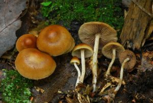 Psilocybe caerulipes