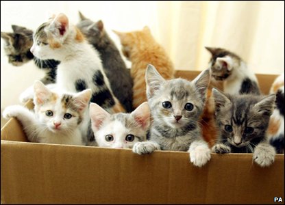 _48513698_kittens2_pa.jpg