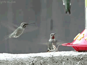 c3KZdNO.gif