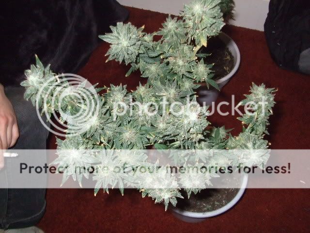 weed0012.jpg