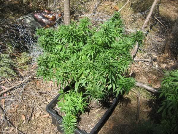 mangoplantrbush.jpg