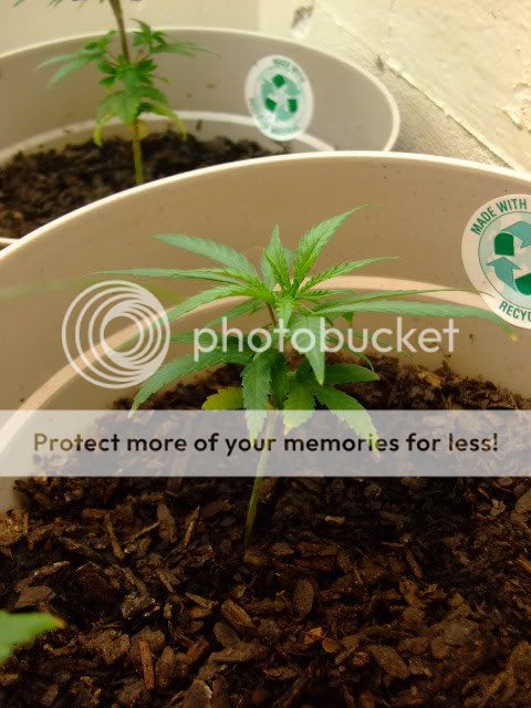 weed036.jpg