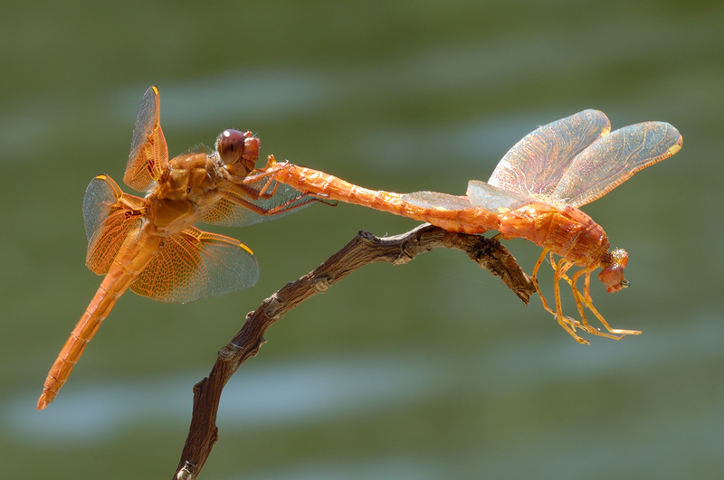 orange-dragonflies-interacting-2.jpg