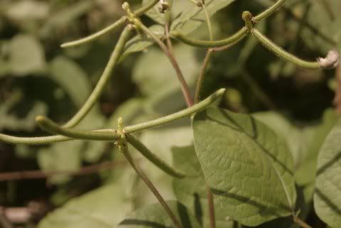 _MG_0144.jpg