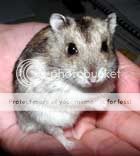 russian-dwarf-hamster.jpg