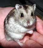 russian-dwarf-hamster.jpg