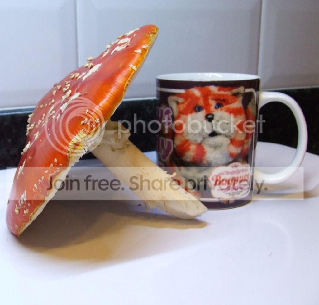 DSCF8606_zps3fae66c8.jpg