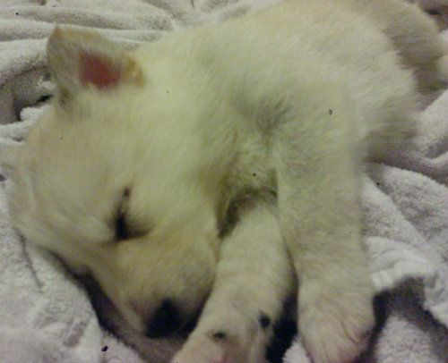 Nikita-6weeksold-.jpg