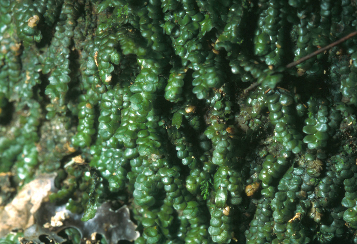 368288264-Radula_marginata_020224_Wairua_Falls_Matamata.jpg