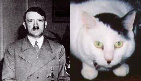 20060619_cats_that_look_like_hitler.jpg