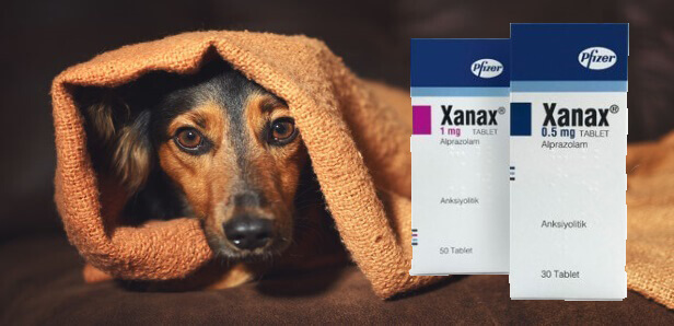 Xanax-for-Dogs.jpg