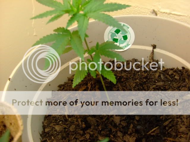 weed030.jpg