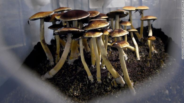 200806115710-01-psilocybin-mushrooms-file-exlarge-169.jpg