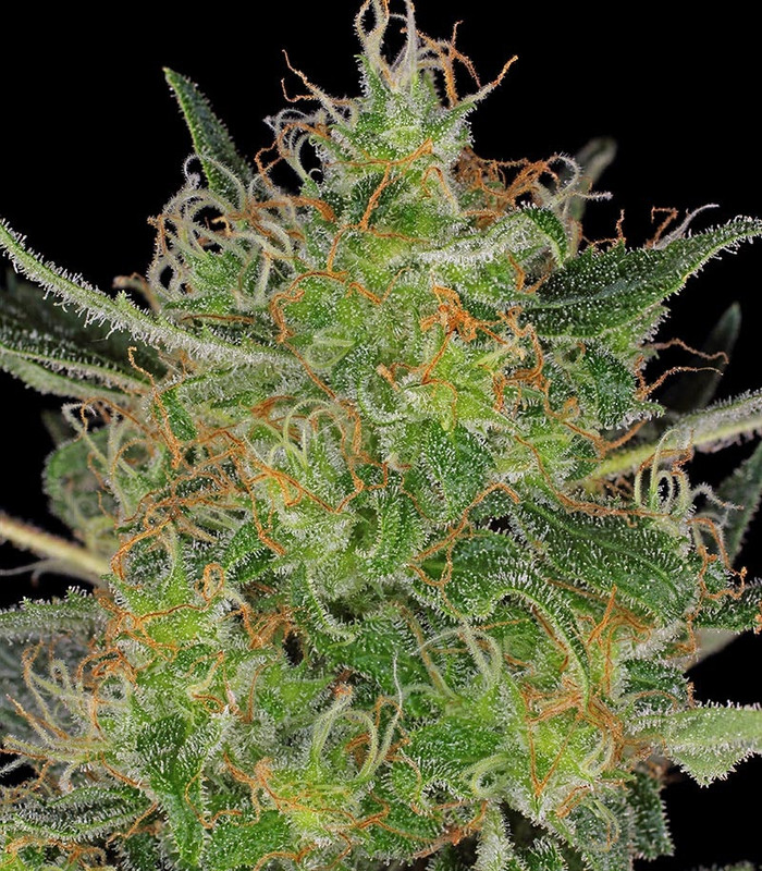 CBD-Chronic-serious-seeds-shishki-kannabisa-JJhm-ERf6l-Trh7-L4c.jpg