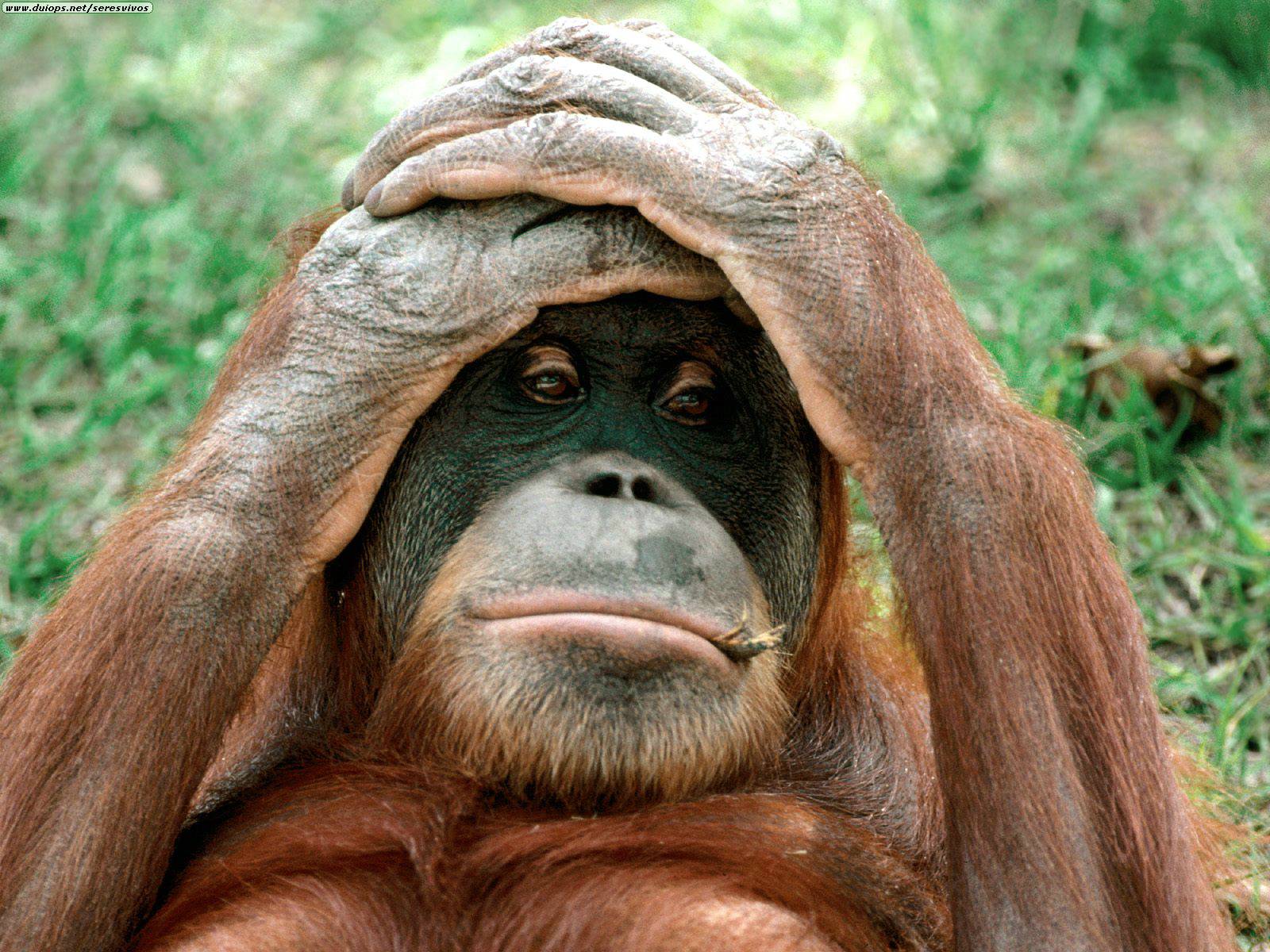 Orangutan-797979.jpg