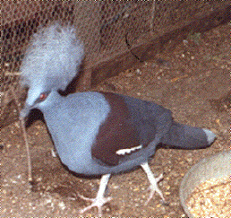 BlueCrownedPigeon.GIF