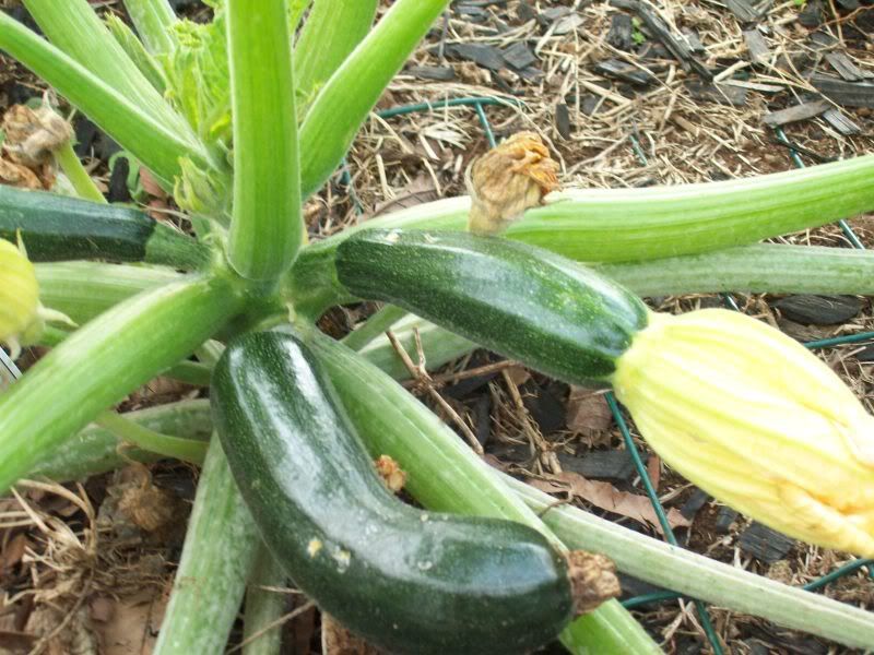 LeeAnnZuchinis.jpg