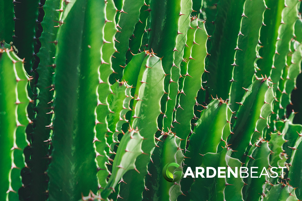 san-pedro-cactus.jpg