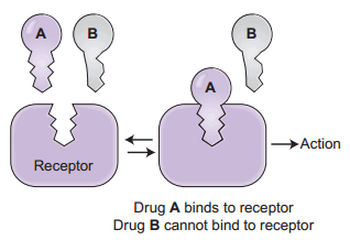 how+drugs+work.gif