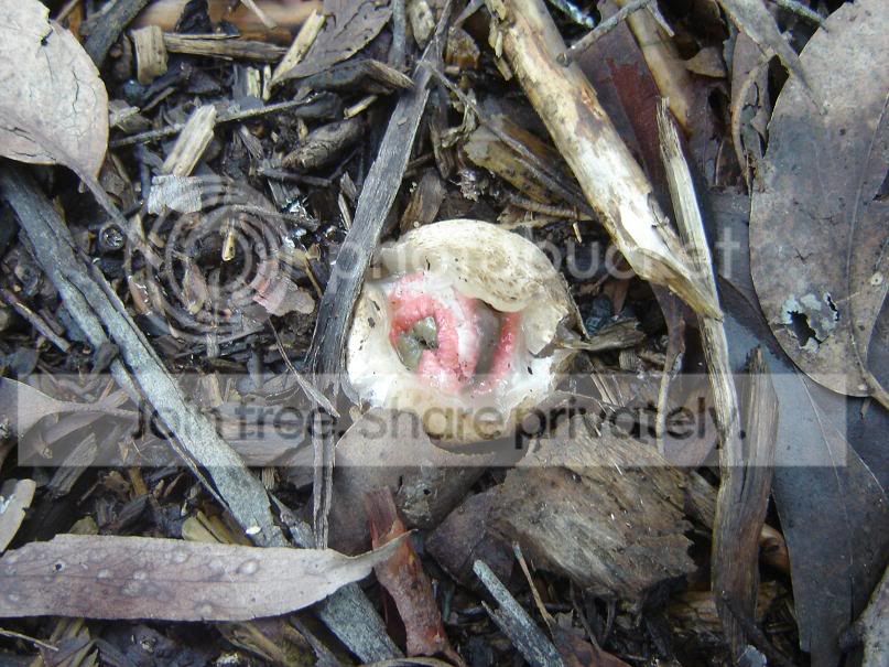 fungi2.jpg