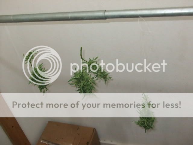 weed0072.jpg