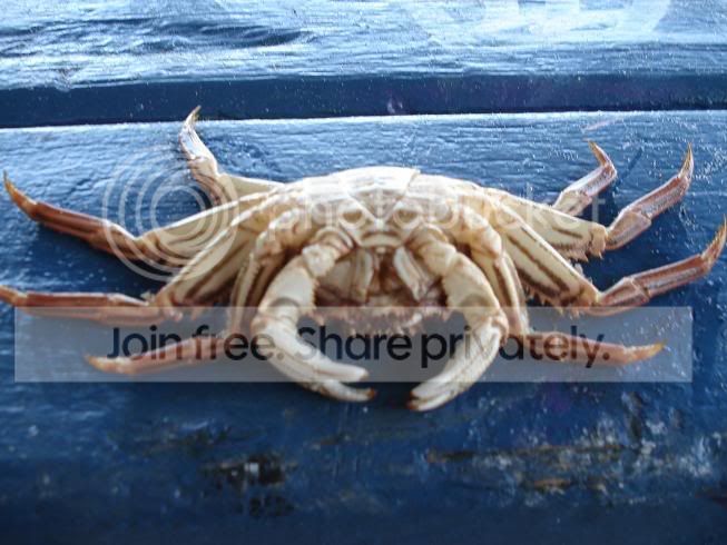 crab.jpg