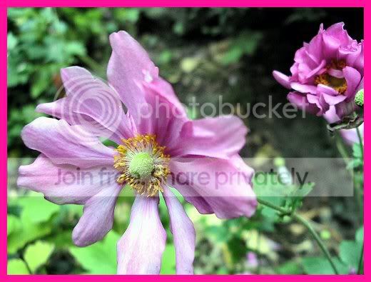 PinkFleur.jpg