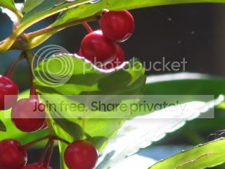 IMG_0866.jpg