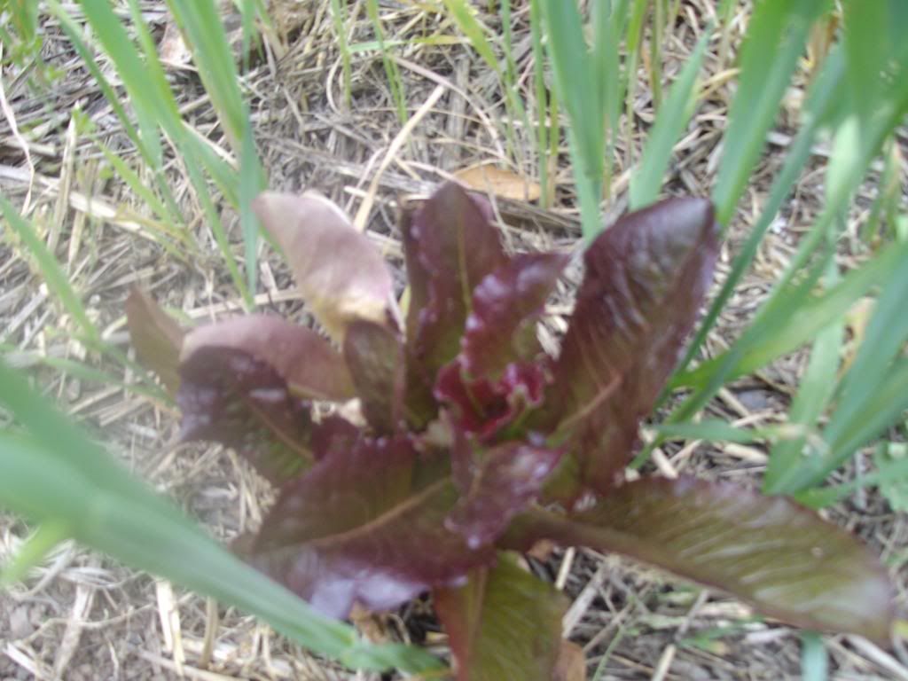 farmingpictures021.jpg