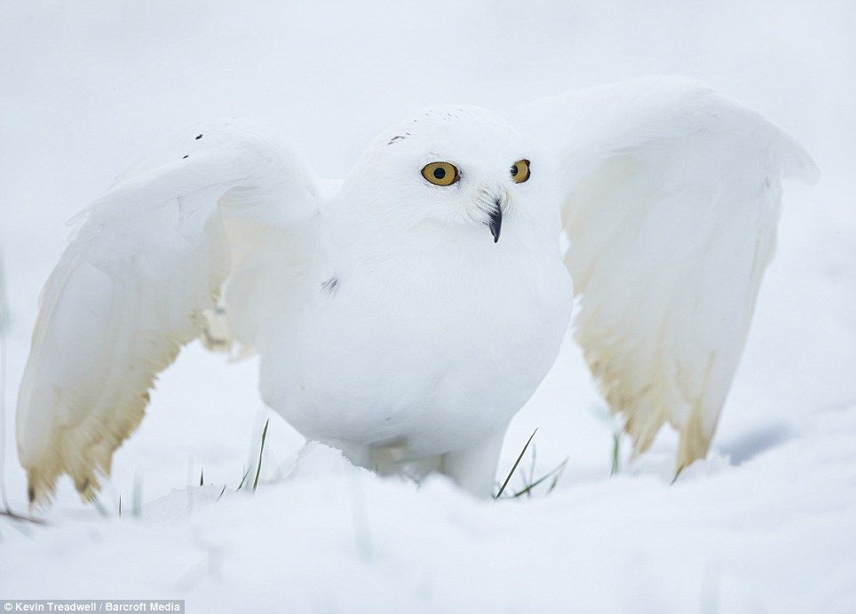 SnowOwl_zps62bb1b78.jpg