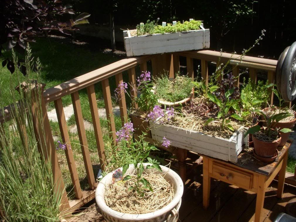 gardenandlandscape008.jpg
