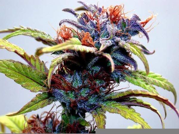 blubuds.jpg